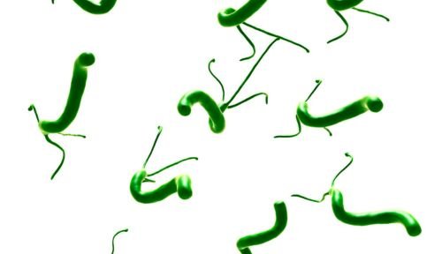 what does pylori bacteria look like?