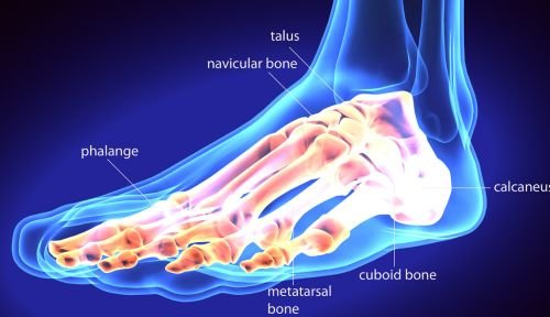 bones of the foot