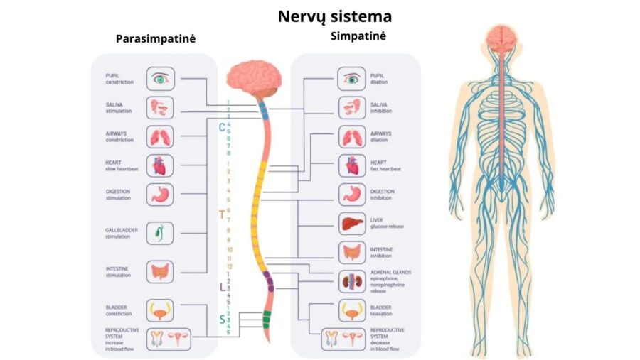 Sympa System The Sympathetic Nervous System: How It Works | Find Vit