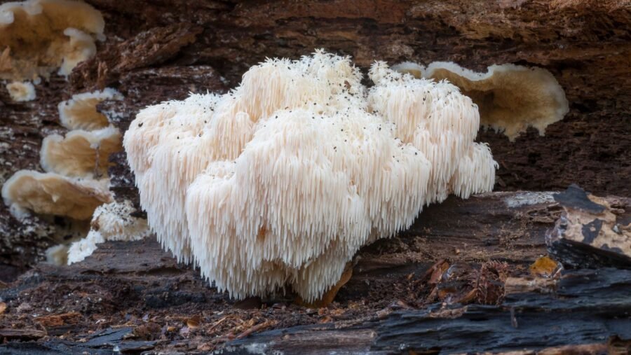 lion's mane mushrooms on a tree