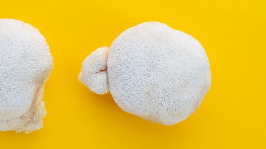 lion's mane mushrooms on a yellow background