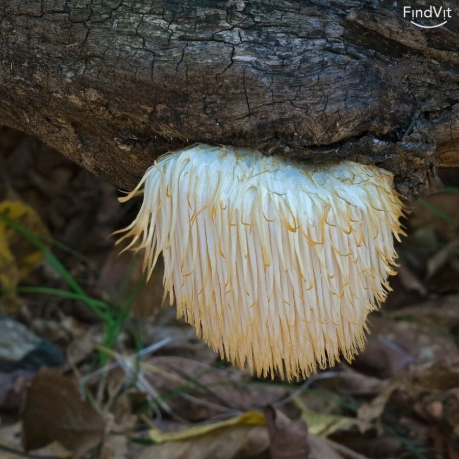 lion's mane grybas