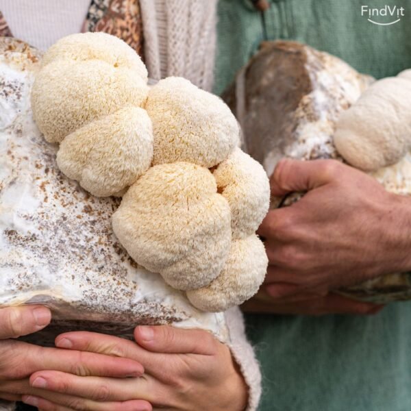 lion's mane grybas rankose